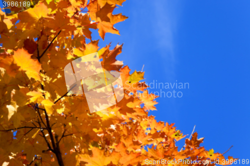 Image of autumn in the park