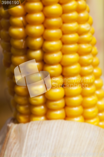 Image of mature corn crop