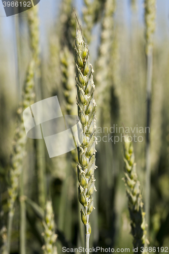 Image of immature grass sky