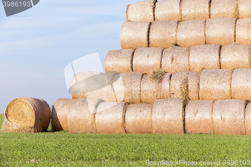Image of stack of straw in the field