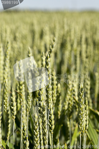 Image of green cereals, close-up