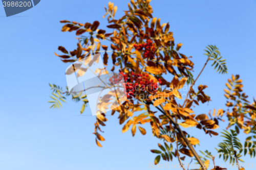 Image of autumn in the park