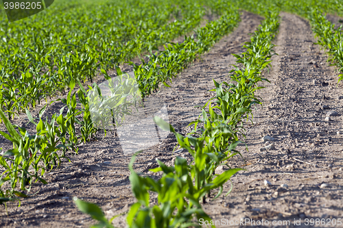 Image of Corn field, summer