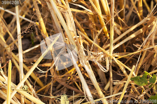 Image of straw after harvest