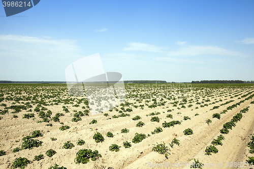 Image of Agriculture, potato field