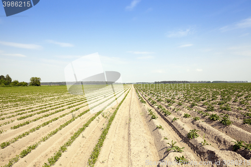 Image of green carrot field