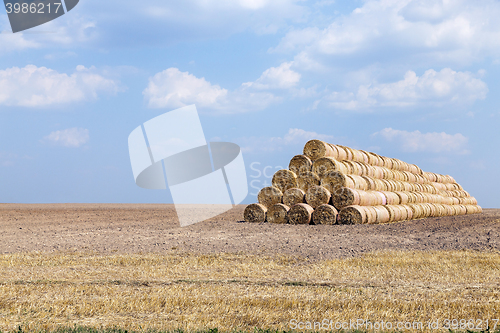 Image of cereal harvest field