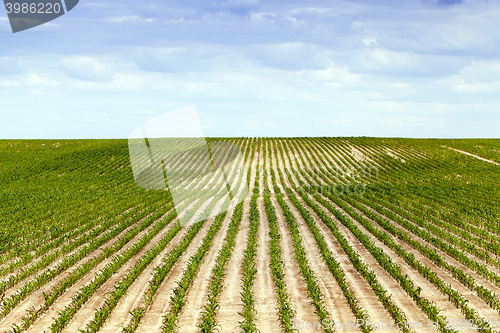 Image of Corn field, summer