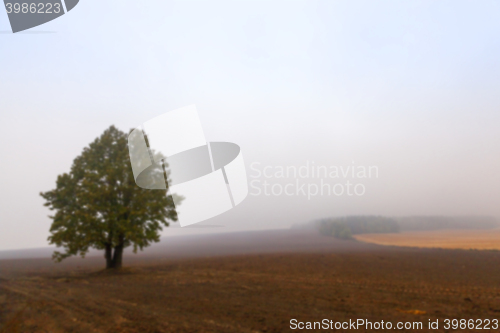 Image of tree in the field, autumn