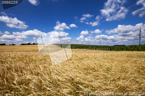 Image of ripe yellow cereals