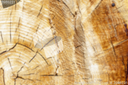 Image of cut down a tree, close-up