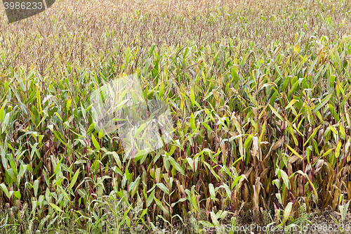 Image of mature corn crop