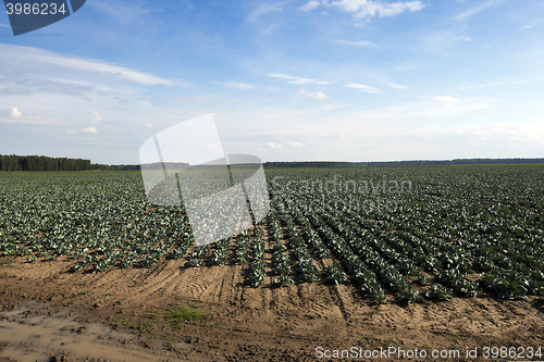 Image of Field with cabbage