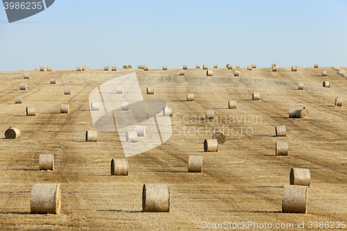 Image of harvest of cereals