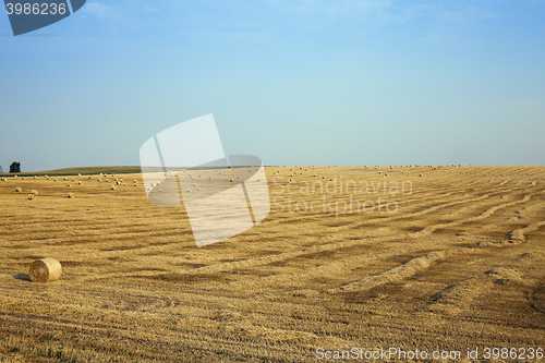 Image of field of wheat