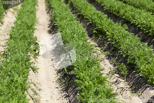 Image of Field with carrot