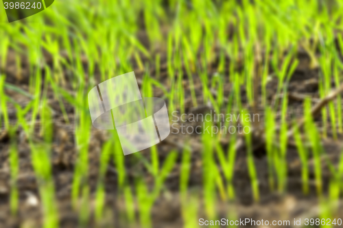 Image of young grass plants, close-up