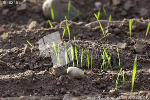 Image of young grass plants, close-up