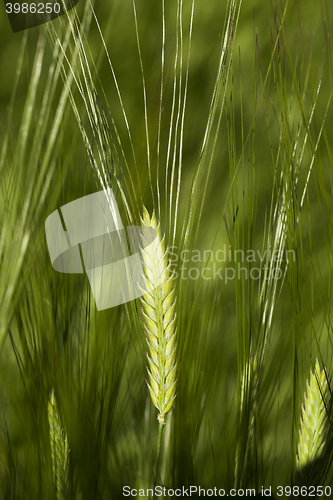 Image of green cereals, close-up