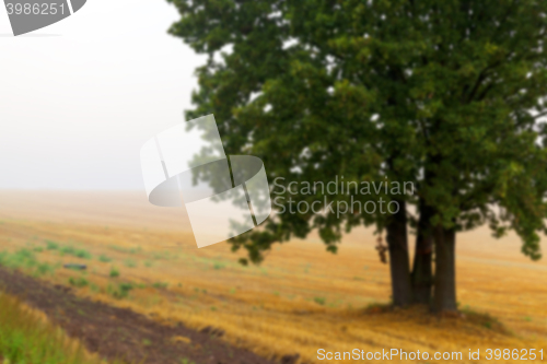 Image of tree in the field