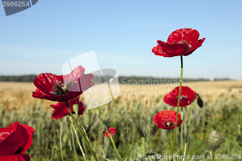 Image of red poppies in a field