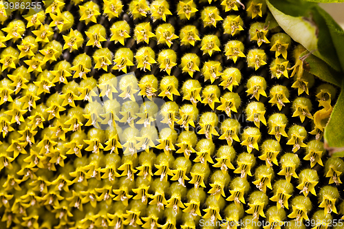 Image of corolla Sun flower