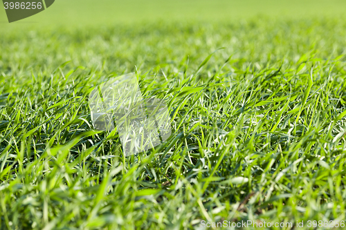 Image of young grass plants, close-up