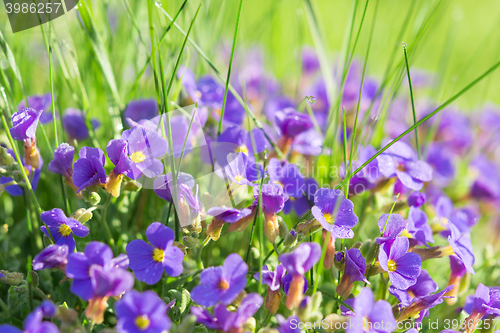 Image of Multitude Aubrieta small blue flowers in grass on alpine glade