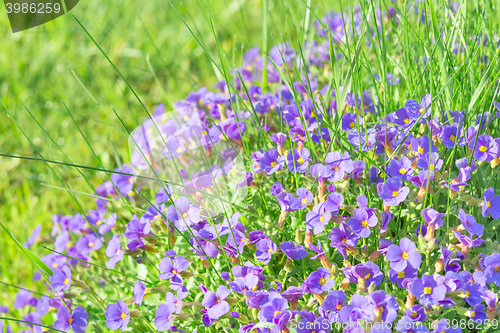 Image of Tiny blue decorative flowers Aubrieta in sunshine ornamental gar