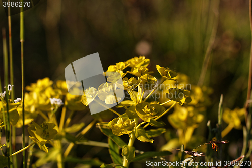 Image of Green plant