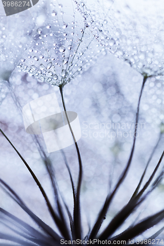 Image of Plant seeds with water drops