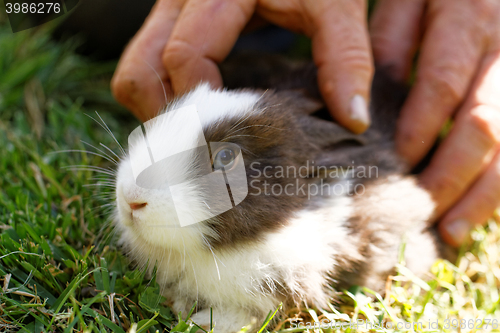 Image of Bunny rabbit