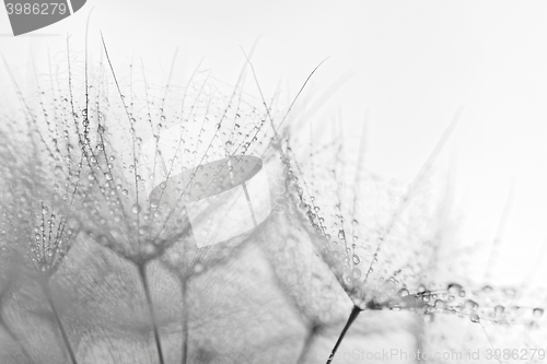 Image of Plant seeds with water drops
