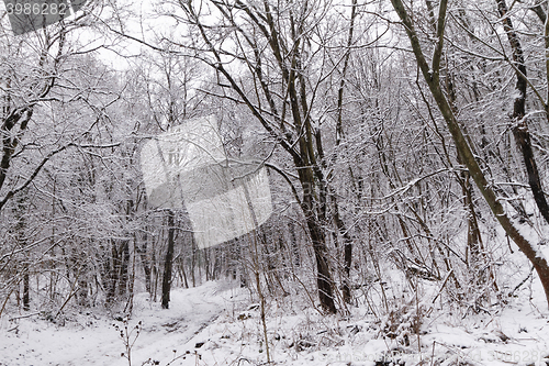 Image of Frozen forest