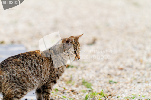 Image of Brown cat