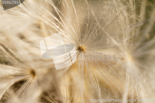 Image of Dandelion seeds