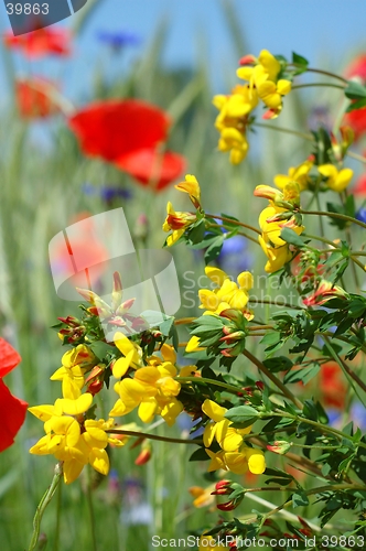 Image of Flowers