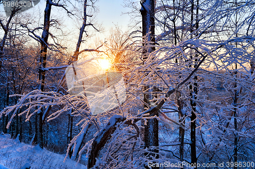 Image of winter landscape in the forest with the morning sun