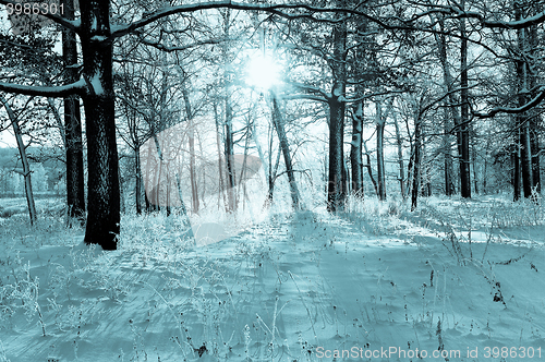 Image of Winter landscape in the forest with the morning sun, toning