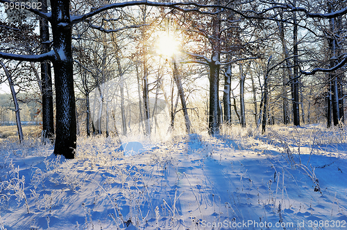 Image of winter landscape in the forest with the morning sun