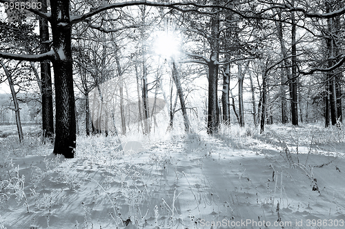 Image of Winter landscape in the forest with the morning sun, black and w