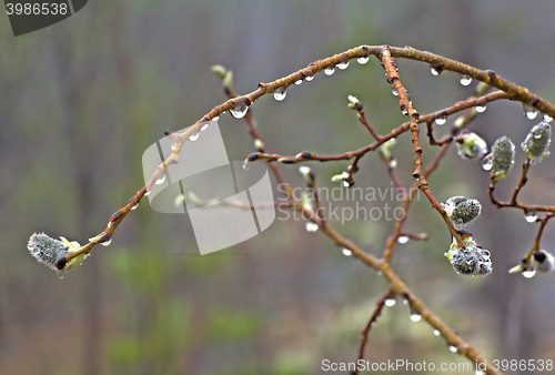 Image of Fringe of  rain drops and mist on  green branches of  tree