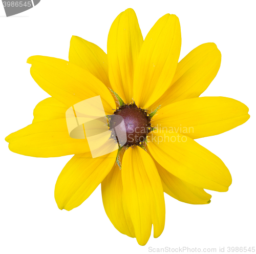 Image of yellow flower isolated