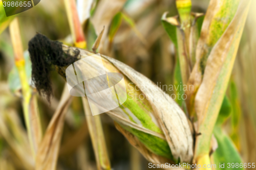 Image of mature corn crop