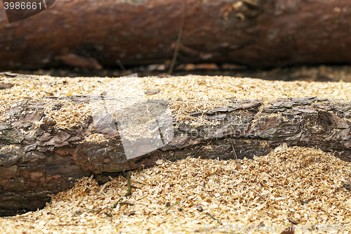 Image of timber. old logs