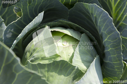 Image of green cabbage with drops