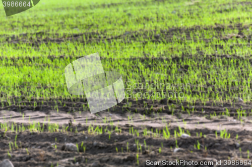 Image of young grass plants, close-up