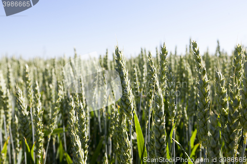 Image of unripe ears of wheat