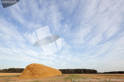 Image of stack of straw in the field