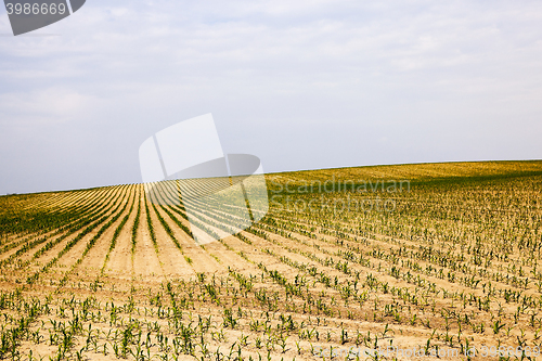 Image of corn field - Agricultural field on which grow corn